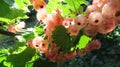 White currant at branch with green leaves Royalty Free Stock Photo