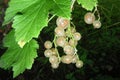 White currant on a branch Royalty Free Stock Photo
