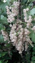 White currant bunch Royalty Free Stock Photo