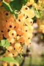 White currant fruit Royalty Free Stock Photo