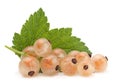 White currant