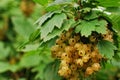 White currant Royalty Free Stock Photo