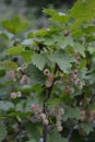 White currant, ordinary, garden. Small deciduous shrub family Grossulariaceae