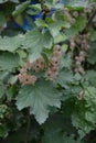 White currant, ordinary, garden. Small deciduous shrub family Grossulariaceae