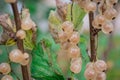 White Currant Ribes rubrum at branch with green leaves . close-up berries Royalty Free Stock Photo