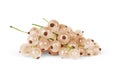 White currant on a white background