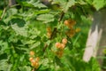 The white currant , whitecurrant, sometimes called the pink or yellow currant