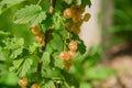 The white currant , whitecurrant, sometimes called the pink or yellow currant