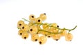 White currants Royalty Free Stock Photo