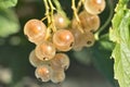 White currants