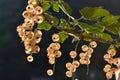 White currants fruits growing on the bush and already ripe.