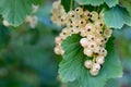White currants growing on a bush in the garden Royalty Free Stock Photo