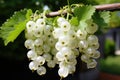 White currants growing on a bush in the garden. Generative AI Royalty Free Stock Photo