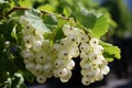 White currants growing on a bush in the garden. Generative AI Royalty Free Stock Photo