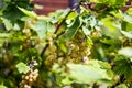 White currants growing on a bush in a summer garden. Royalty Free Stock Photo