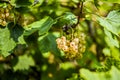 White currants growing on a bush in a summer garden. Royalty Free Stock Photo