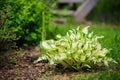 White curvy hosta planted in mixed border Royalty Free Stock Photo