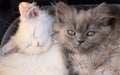 White cute adorable kittens cats macro