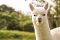 White cute alpaca on the farm