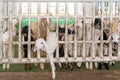 White and cute baby goats in a barn. The escape of a small goat from a cage. The concept of freedom