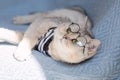A white cute British cat in a striped t-shirt and glasses lies on a blue knitted blanket. Royalty Free Stock Photo