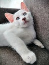 White cute cat with blue eyes relaxing Royalty Free Stock Photo
