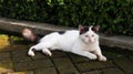 White cute cat on brick blok Royalty Free Stock Photo