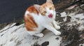 White cute cat on concrete pavement Royalty Free Stock Photo