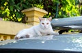 White cute cat looking at you with orange eyes Royalty Free Stock Photo