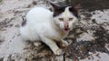 White cute cat on pavement Royalty Free Stock Photo