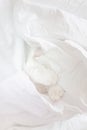 White cute cat sleeps in a sheet.