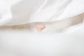 White cute cat sleeps in a sheet.