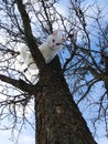 White cute cat on a tree branch Royalty Free Stock Photo