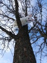 White cute cat on a tree branch Royalty Free Stock Photo