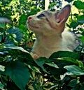 White cute cat in the tree.