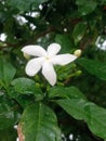 The White Cute Chameli Flower Royalty Free Stock Photo