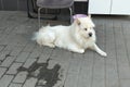A white cute dog sits on the sidewalk with its paw stretched forward. Problem of keeping white pets clean