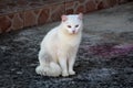 White cute domestic cat with beautiful eyes calmly sitting on stone foundation and curiously looking at camera