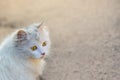 A white cute, fluffy cat with a trusting look. Copy spase for te