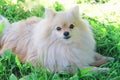 White cute German Pomeranian spitz dog protects his bone.stick for brushing teeth. daily oral care. hard to reach teeth