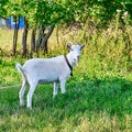 White cute goat walking
