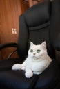 White cute hairy fluffy cat lying on the black office hair, playful furry adorable pet
