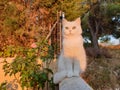 White cute hairy fluffy cat sitting in the garden, adorable pet Royalty Free Stock Photo