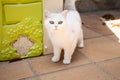 White cute hairy fluffy cat sitting in the garden, adorable pet Royalty Free Stock Photo