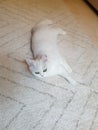 White cute hairy fluffy cat lying on the carpet, playful furry adorable pet Royalty Free Stock Photo