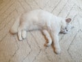 White cute hairy fluffy cat lying on the carpet, playful furry adorable pet Royalty Free Stock Photo