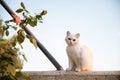 White cute hairy fluffy cat sitting in the garden, adorable pet Royalty Free Stock Photo