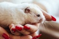 White cute hamster - symbol of the new year sits in the hands of a young girl with red nails. Close up