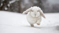 White Cute Holland lop rabbit running toward the camera in the snow. Royalty Free Stock Photo