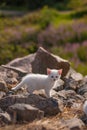 White cute kitten playing on stones.. Royalty Free Stock Photo